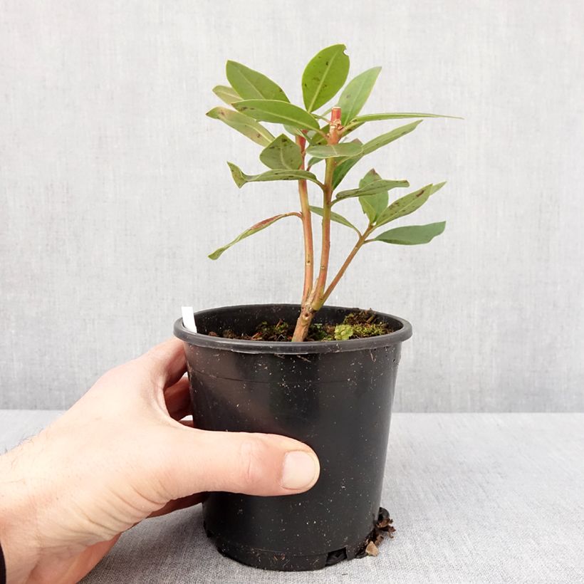 Rhododendron Monsieur Marcel Ménard 12cm pot sample as delivered in winter