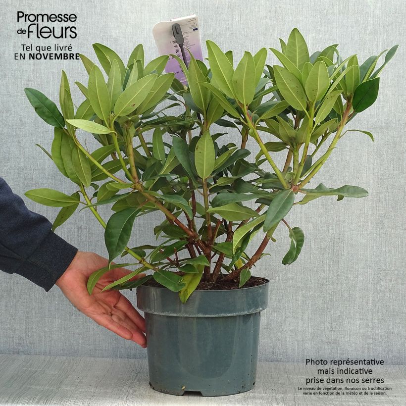 Rhododendron Marie Forte 4L/5L pot sample as delivered in autumn