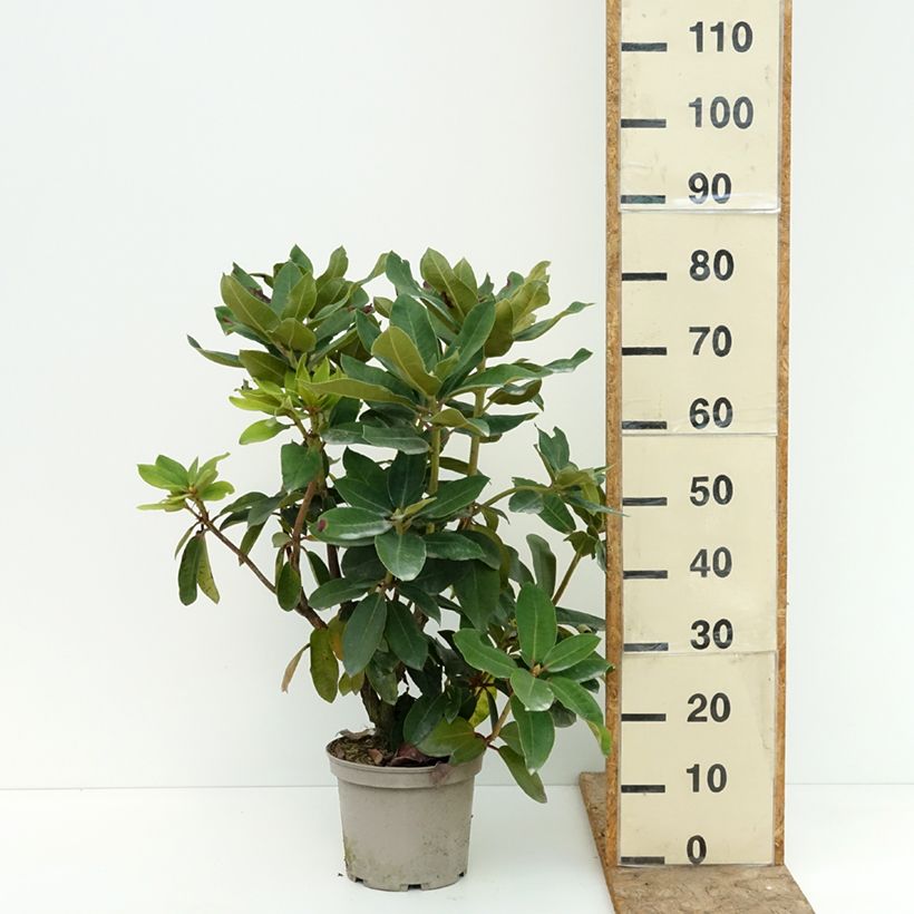 Rhododendron Markeeta's Prize 4L/5L pot sample as delivered in summer