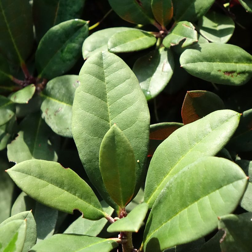 Rhododendron Burletta (Foliage)