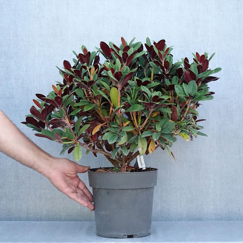 Rhododendron Burletta 6L/7L pot sample as delivered in summer