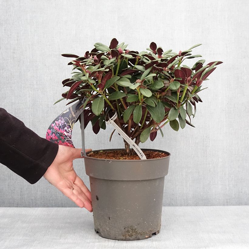 Rhododendron Burletta 6L/7L pot sample as delivered in winter