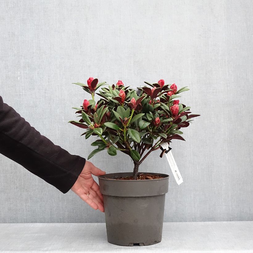 Rhododendron Burletta 6L/7L pot sample as delivered in spring