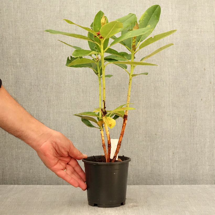 Rhododendron yakushimanum Percy Wiseman 12cm pot sample as delivered in autumn
