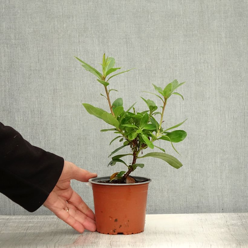Rhododendron ponticum 12cm pot sample as delivered in autumn