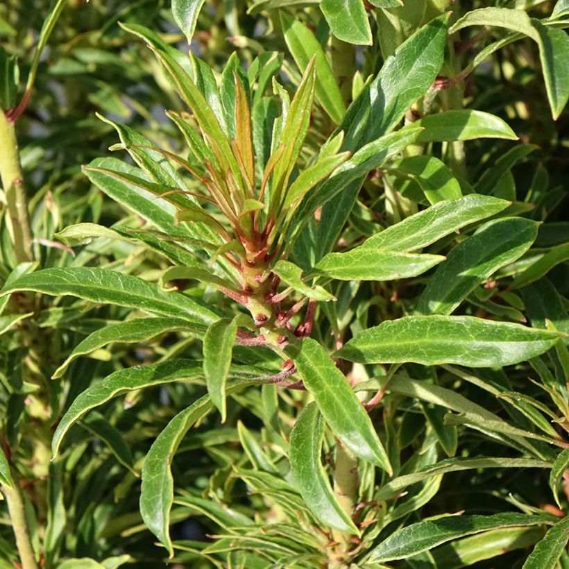 Rhododendron Grazeasy Dark Pink  (Foliage)