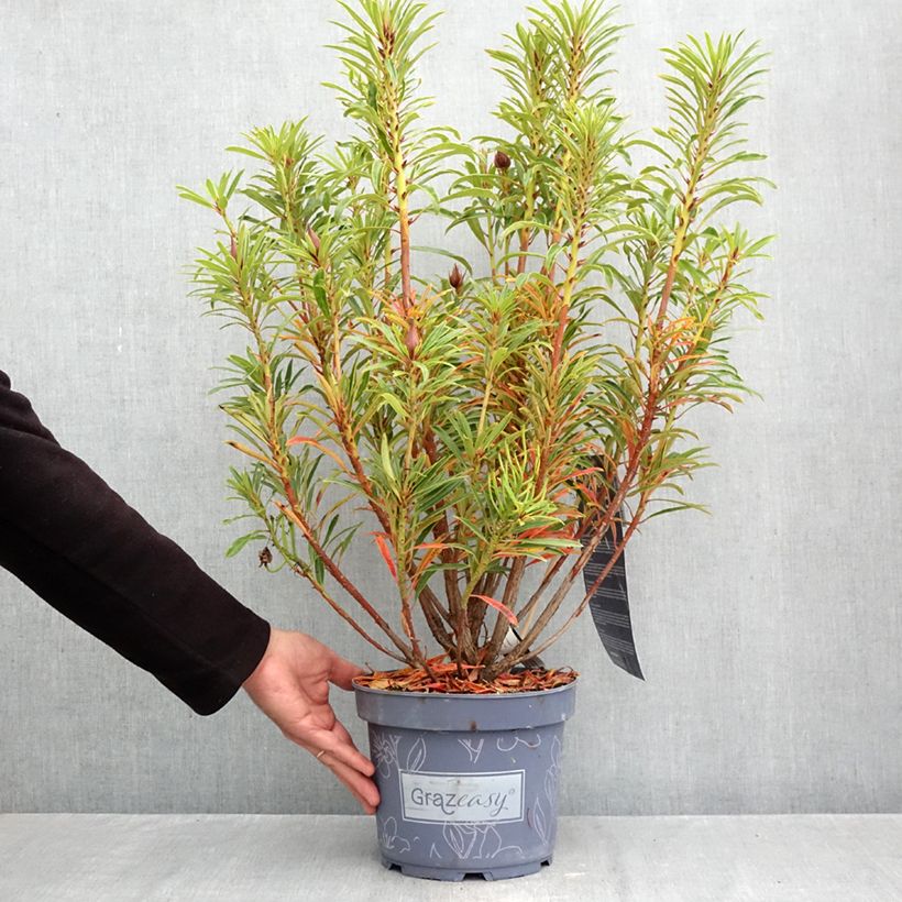 Rhododendron Grazeasy Dark Pink  4L/5L pot sample as delivered in autumn