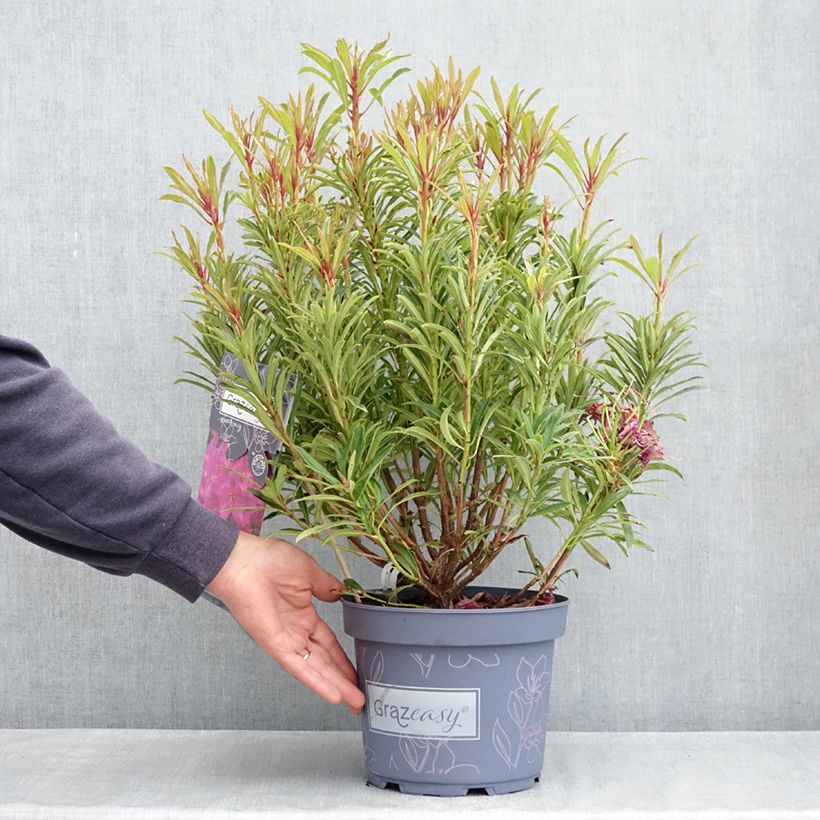 Rhododendron Grazeasy Dark Pink  4L/5L pot sample as delivered in spring