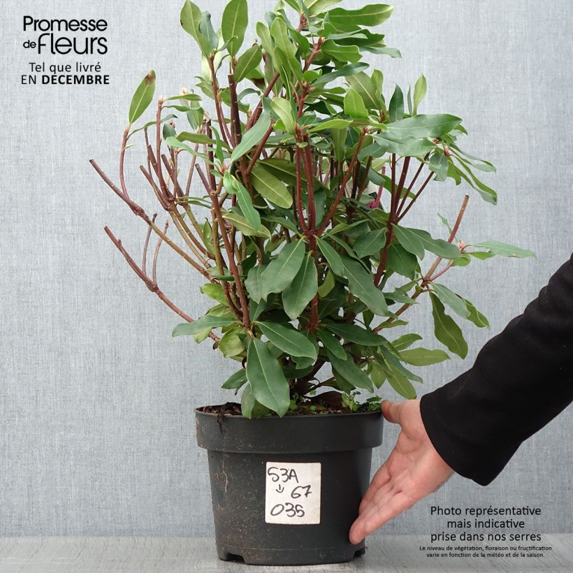Rhododendron ponticum Roseum 4L/5L pot sample as delivered in autumn