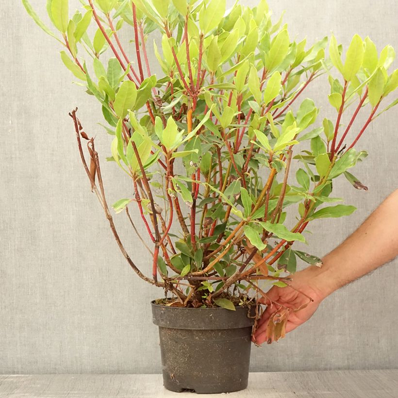 Rhododendron ponticum Roseum 4L/5L pot sample as delivered in summer