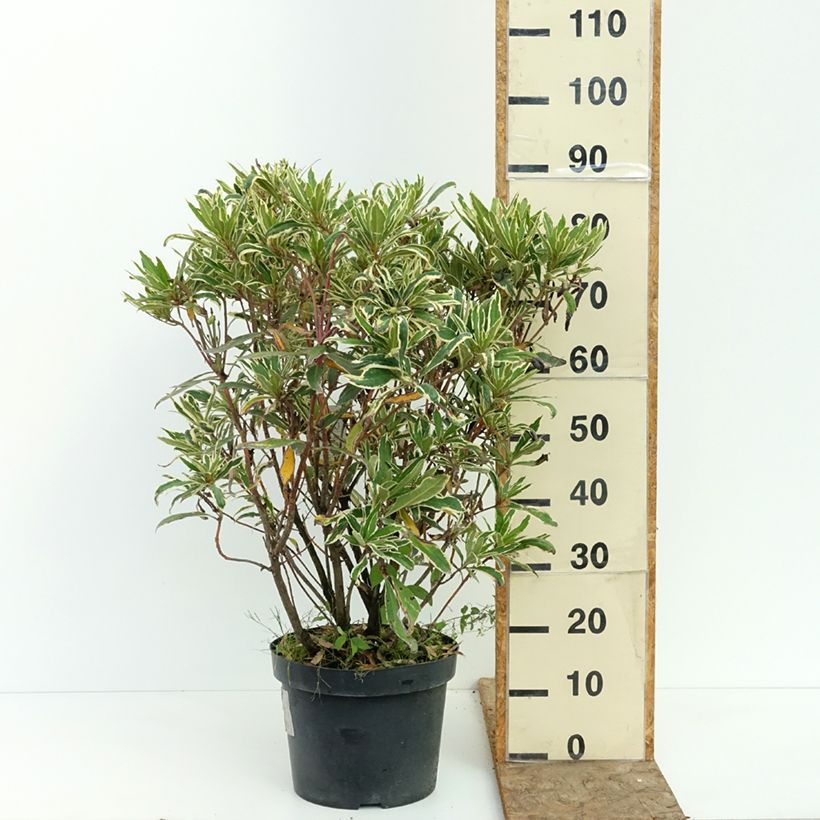 Rhododendron ponticum Variegatum 7.5L/10L pot sample as delivered in summer
