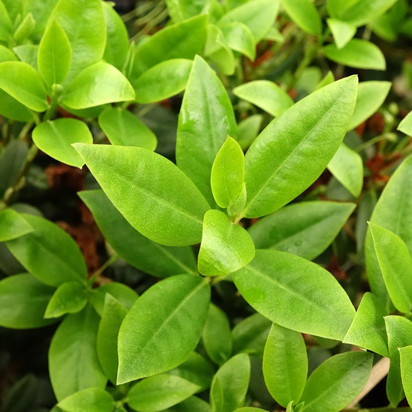 Rhododendron Princess Anne (Foliage)