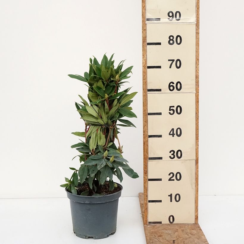 Rhododendron Red Eye Pot de 4L/5L sample as delivered in autumn