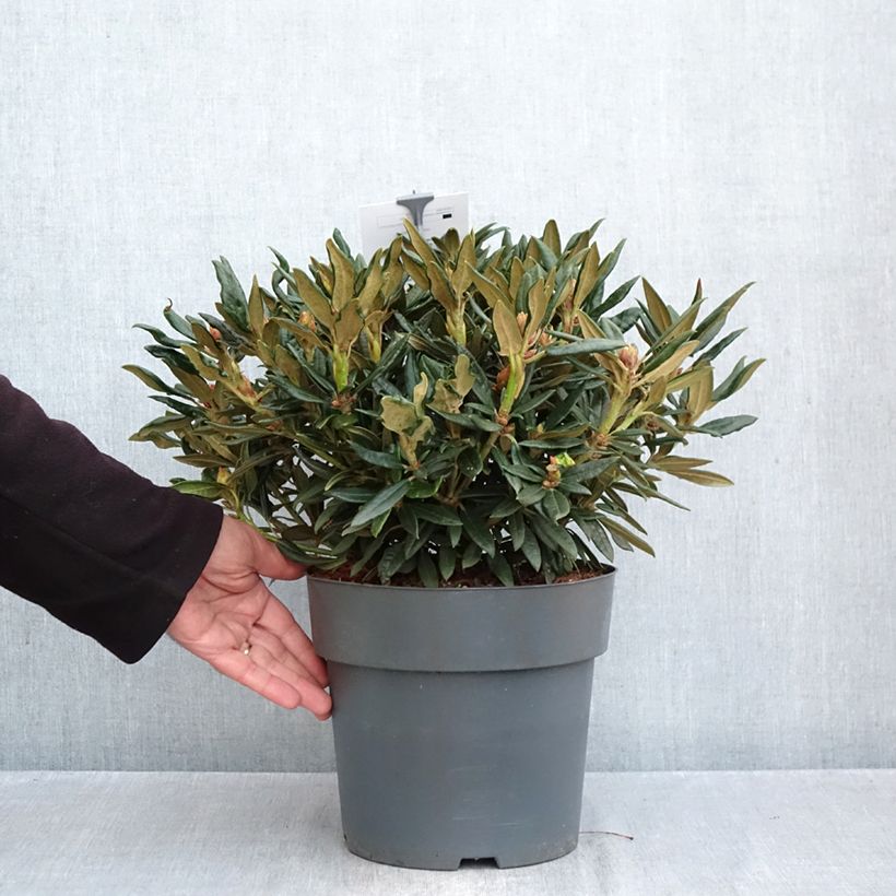 Rhododendron Blewbury 4L/5L pot sample as delivered in autumn