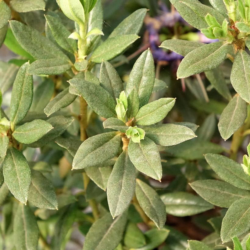 Rhododendron russatum Lauretta (Foliage)