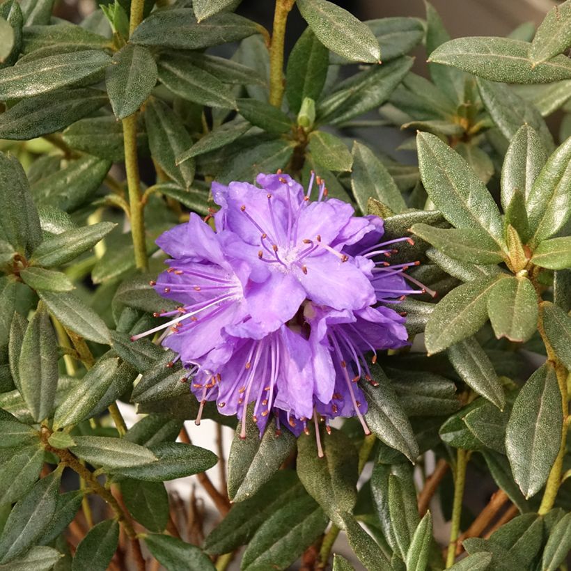 Rhododendron russatum Lauretta (Flowering)