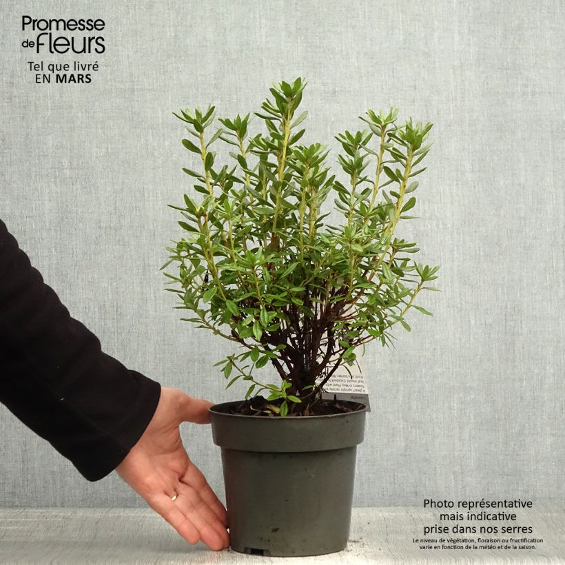 Rhododendron russatum Lauretta 2L/3L pot sample as delivered in spring