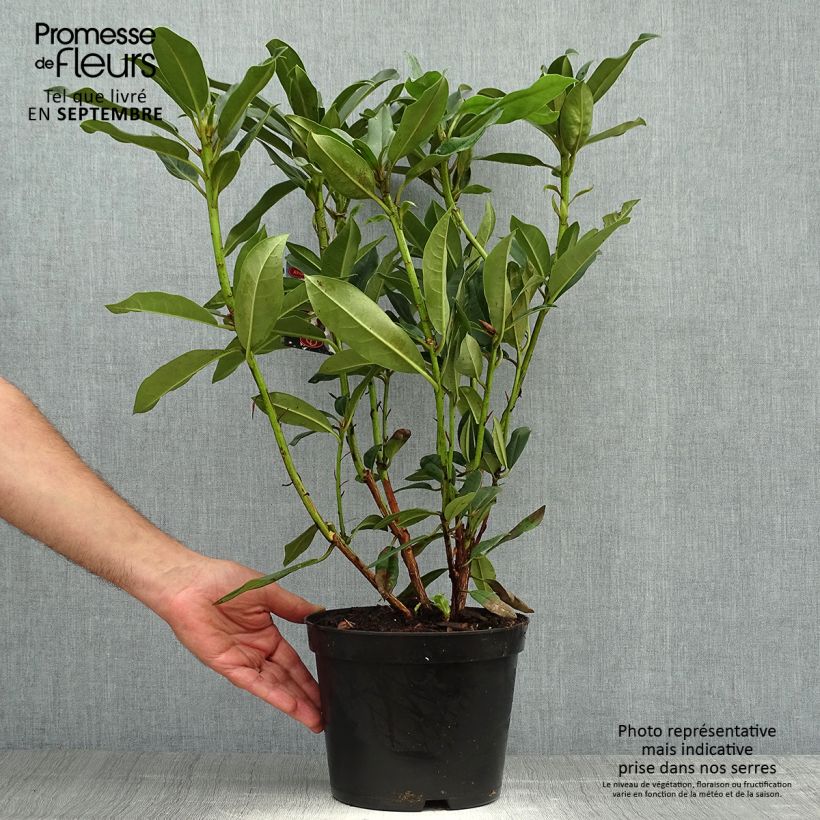 Rhododendron Sappho 4L/5L pot sample as delivered in autumn