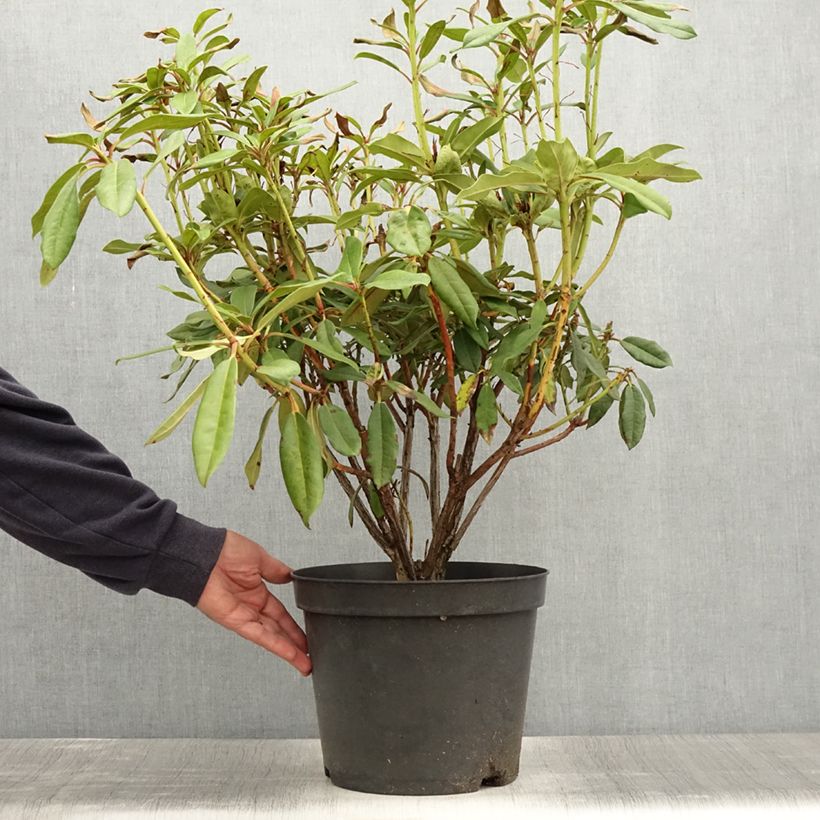 Rhododendron Sappho 7.5L/10L pot sample as delivered in summer