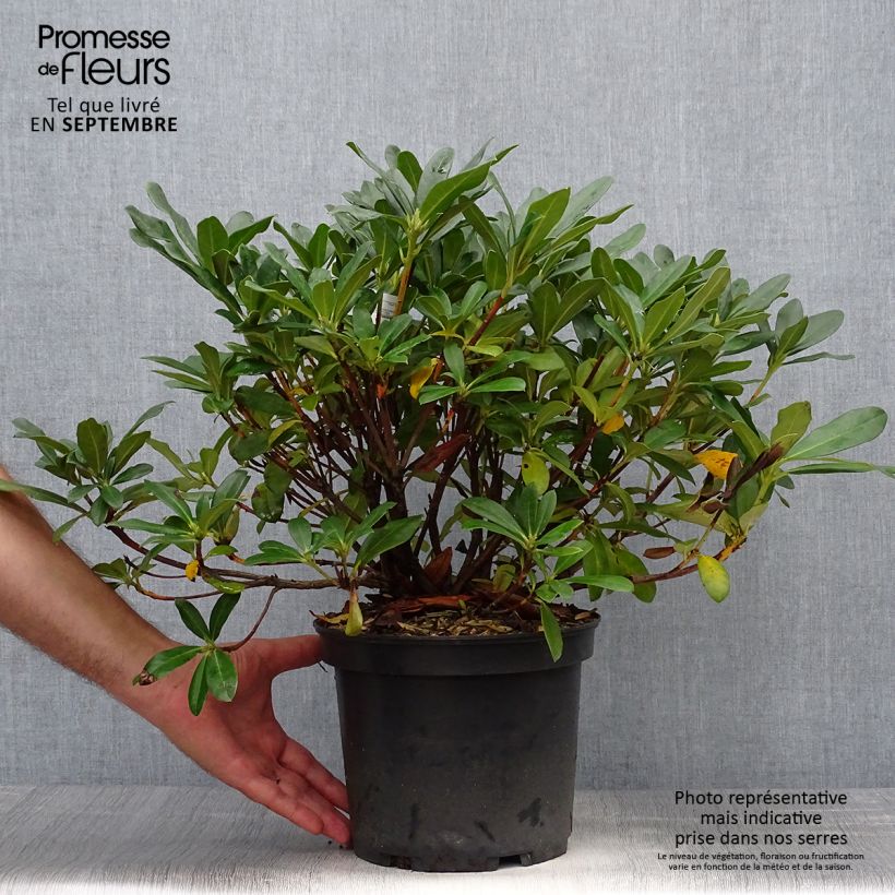 Rhododendron Scyphocalyx 6L/7L pot sample as delivered in autumn