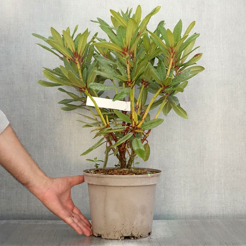 Rhododendron Tortoiseshell Orange 4L/5L pot sample as delivered in autumn