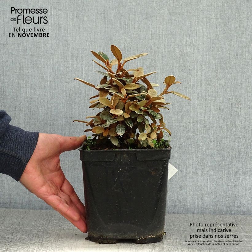 Rhododendron tsariense 3L/4L pot sample as delivered in autumn