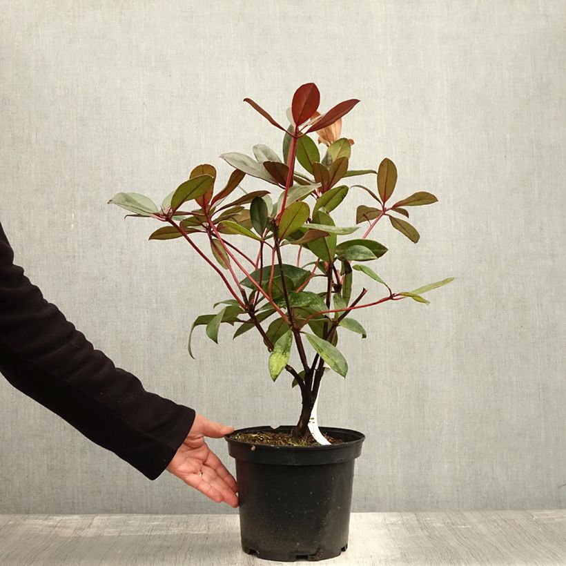 Rhododendron vireya  Aertrycke - Tropical Rhododendron 3L/4L pot sample as delivered in autumn