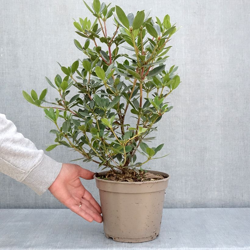 Rhododendron vireya Saxon blush - Tropical Rhododendron 3L/4L pot sample as delivered in spring