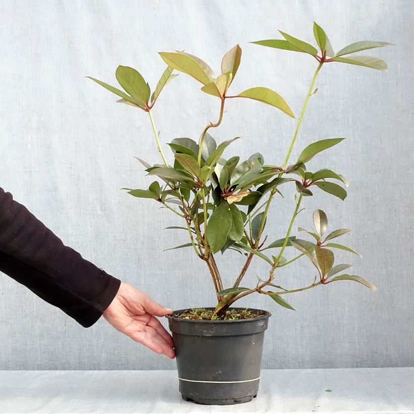 Rhododendron vireya Strawberry Parfait - Tropical Rhododendron 3L/4L pot sample as delivered in autumn