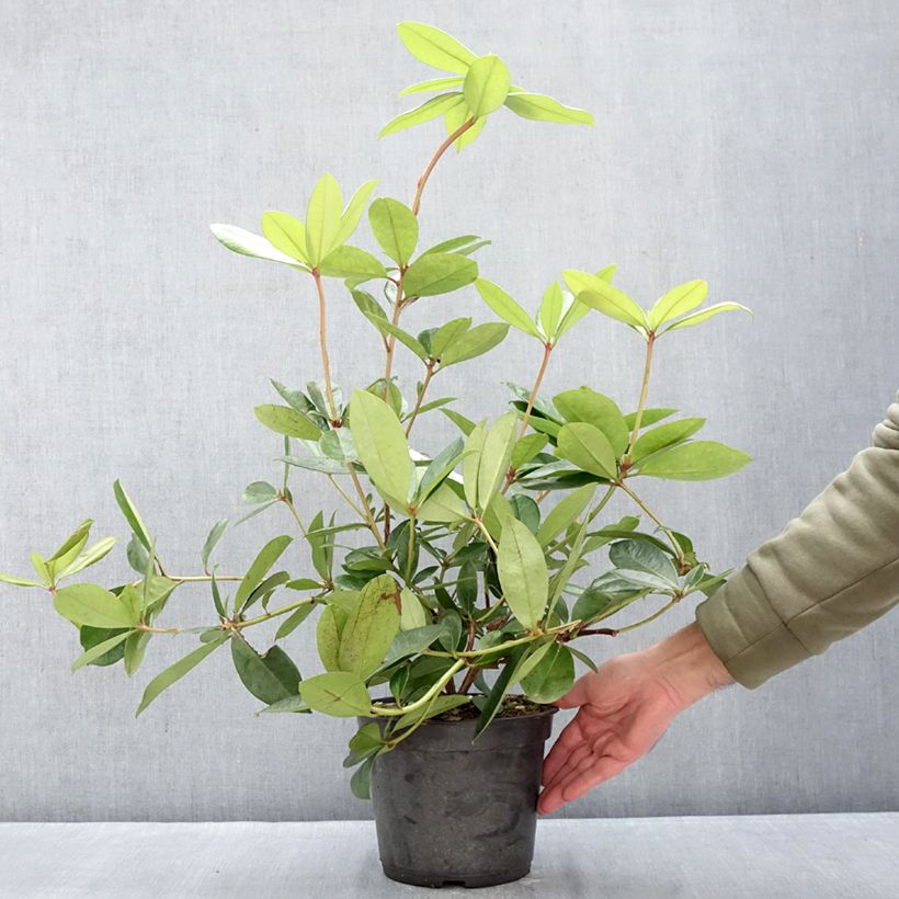 Rhododendron vireya Vladimir Bukovski - Tropical Rhododendron 3L/4L pot sample as delivered in winter