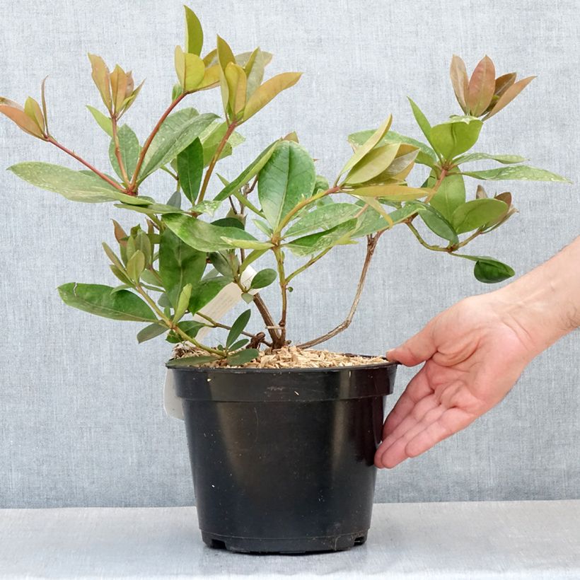 Rhododendron vireya Vladimir Bukovski - Tropical Rhododendron 3L/4L pot sample as delivered in spring