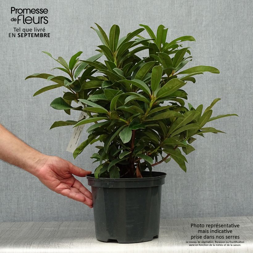 Rhododendron Wilgens Ruby 4L/5L pot sample as delivered in autumn