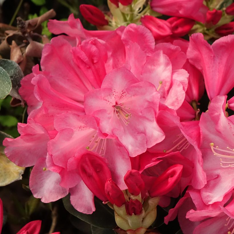 Rhododendron Gartendirektor Glocker (Flowering)
