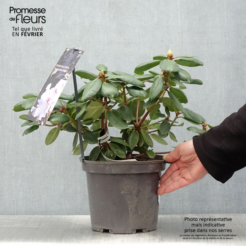 Rhododendron Gartendirektor Rieger 4L/5L pot sample as delivered in winter