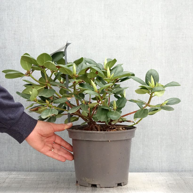 Rhododendron Gartendirektor Rieger 4L/5L pot sample as delivered in spring