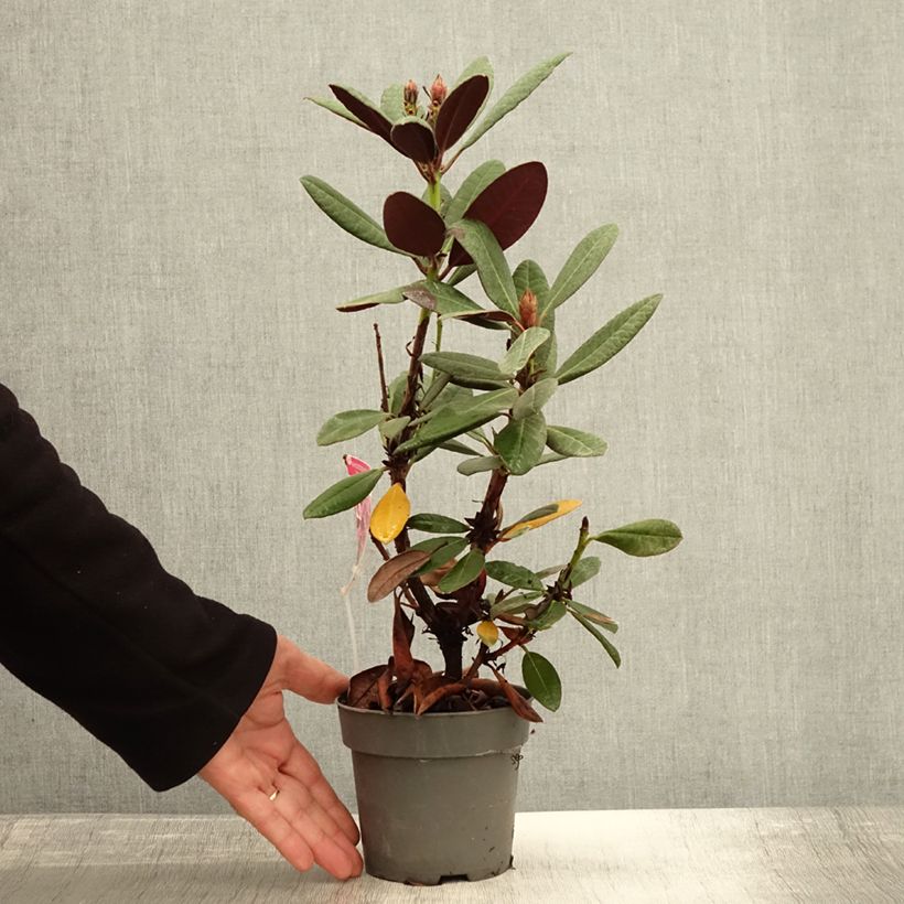 Rhododendron Wine & Roses 12cm pot sample as delivered in autumn