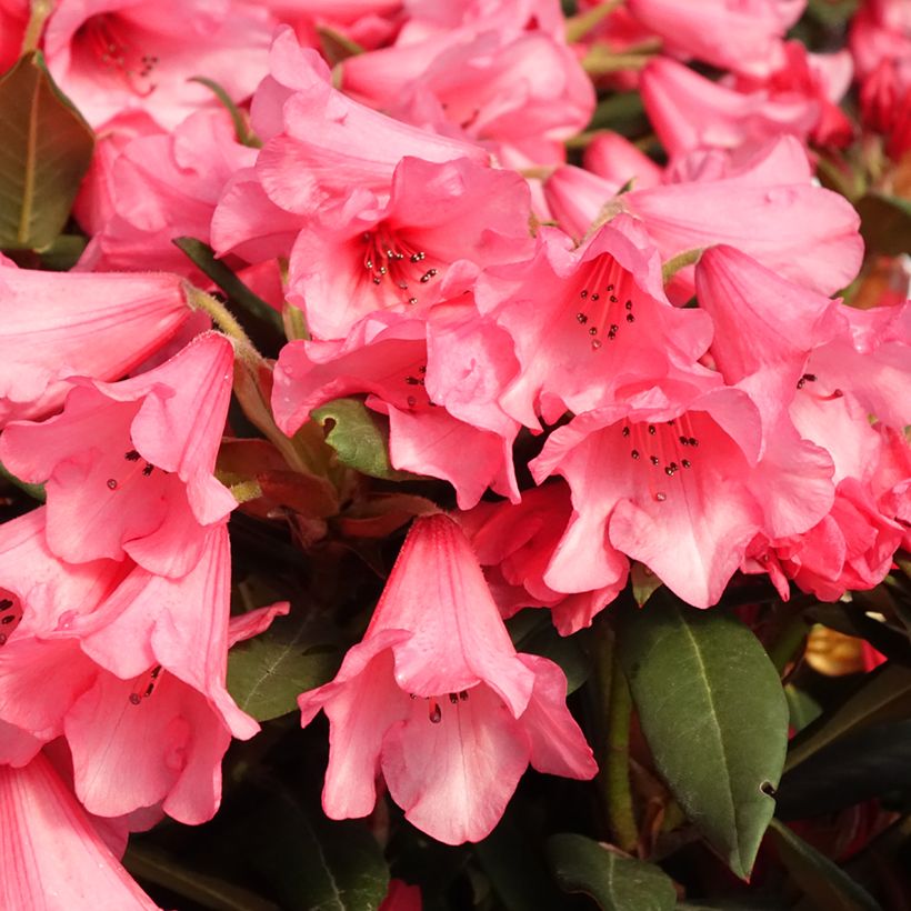 Rhododendron griersonianum Winsome (Flowering)