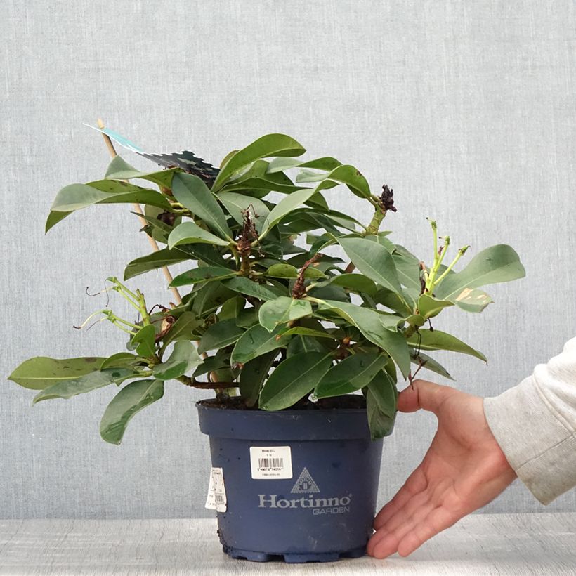 Rhododendron XXL