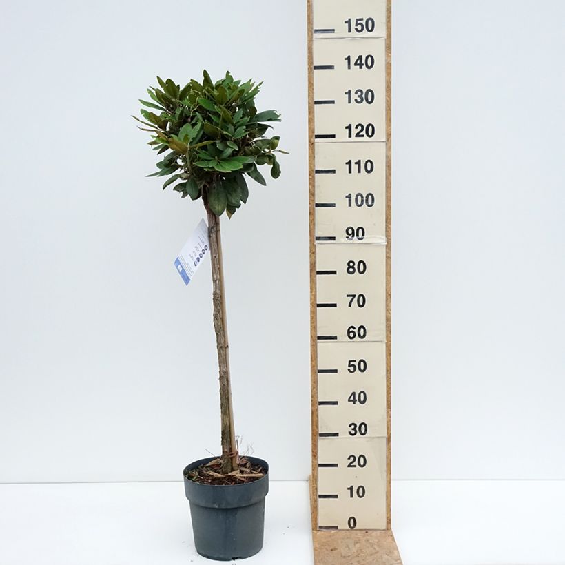 Rhododendron Anuschka 7.5L/10L pot, Standard sample as delivered in summer