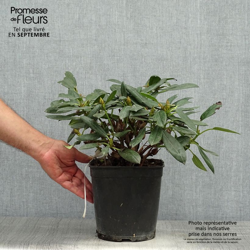 Rhododendron yakushimanum Barbarella 4L/5L pot sample as delivered in autumn