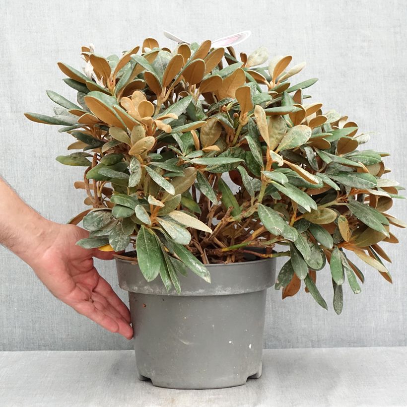 wie oft thuja düngen Thuja Dünger - Mineralischer NPK Flüssigdünger mit Stickstoff main image 0