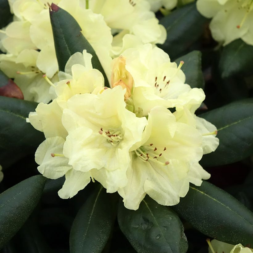 Rhododendron yakushimanum Easydendron Bohlkens Laura (Flowering)