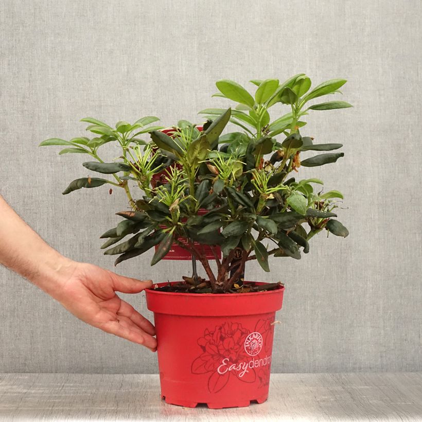 Rhododendron yakushimanum Easydendron Bohlkens Laura 4L/5L pot sample as delivered in spring