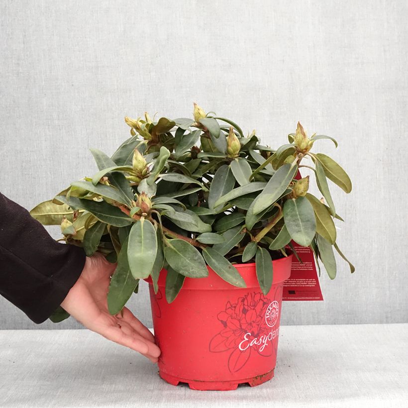 Rhododendron yakushimanum Bohlken's Roter Stern Inkarho 4L/5L pot sample as delivered in winter