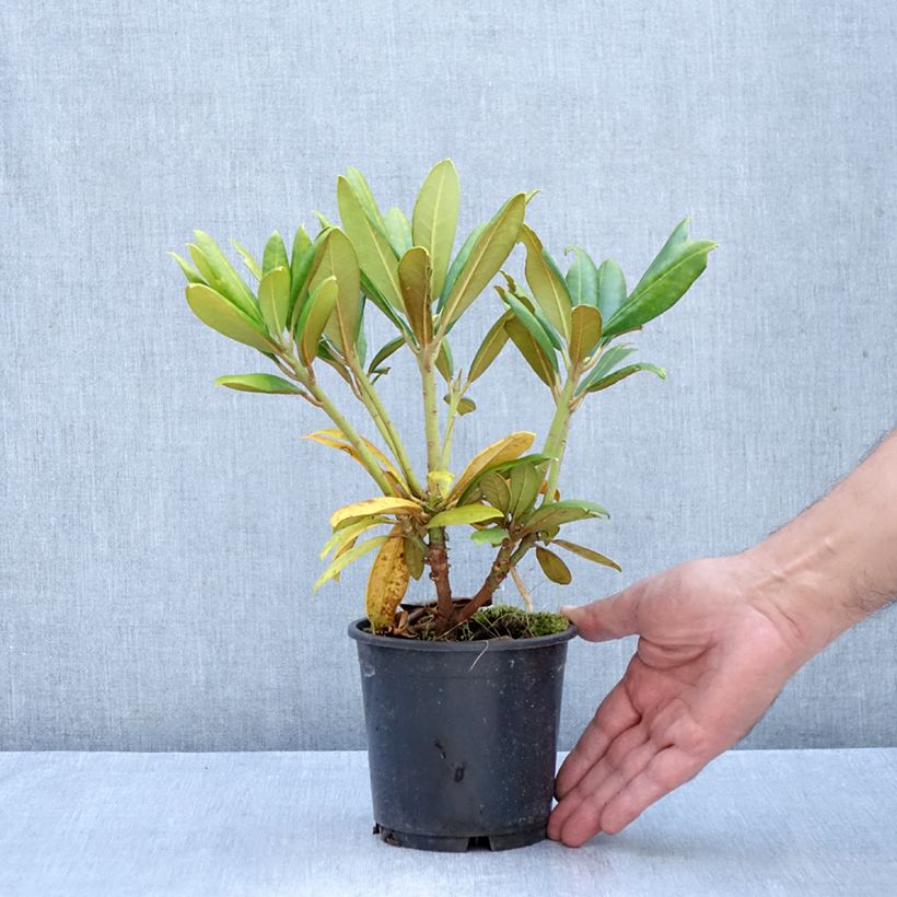 Rhododendron yakushimanum 'Kalinka' 12cm pot sample as delivered in autumn