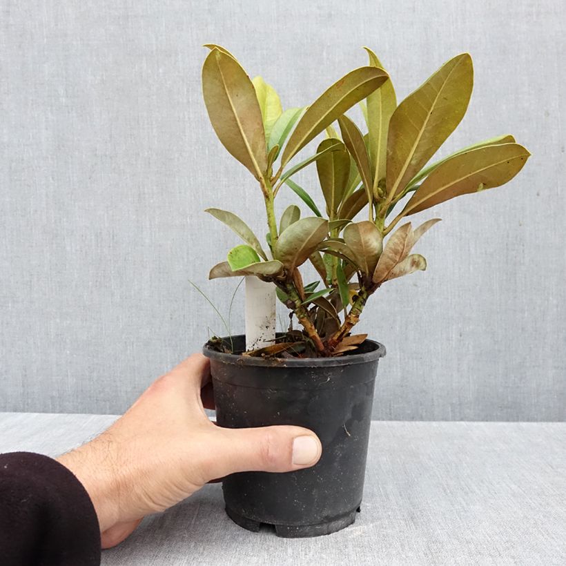 Rhododendron Morgenrot 12cm pot sample as delivered in autumn