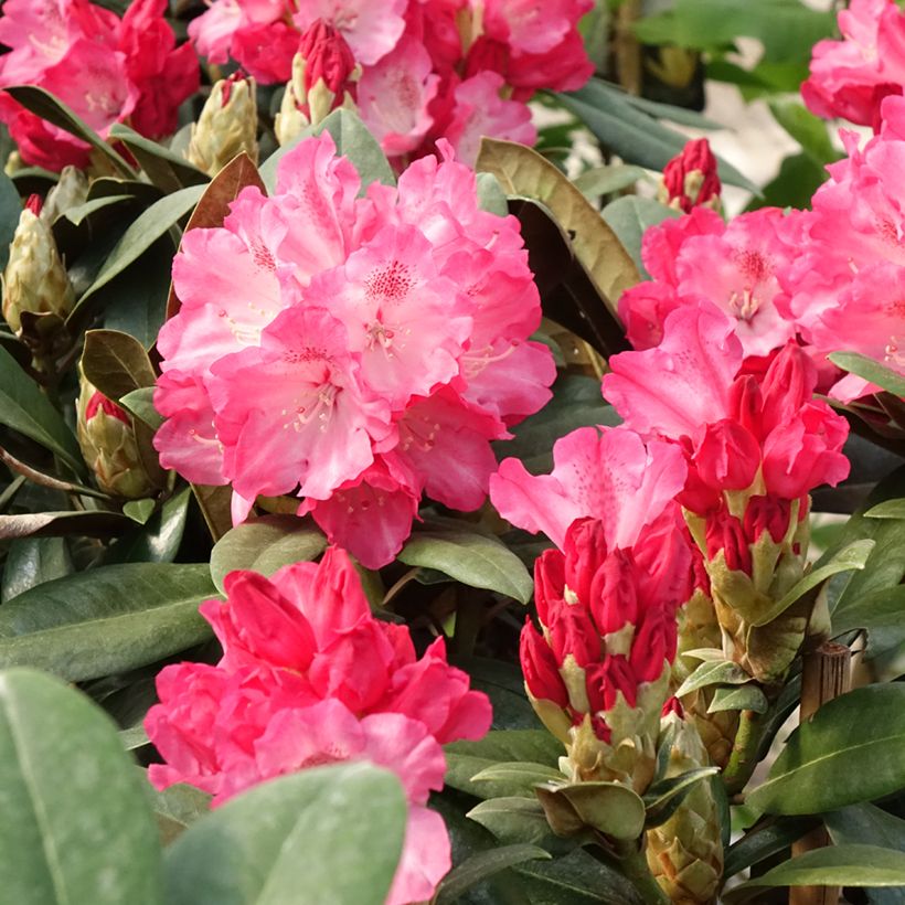 Rhododendron Morgenrot (Flowering)