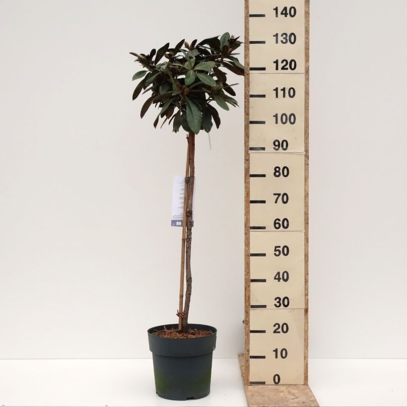 Rhododendron Morgenrot 7.5L/10L pot sample as delivered in winter