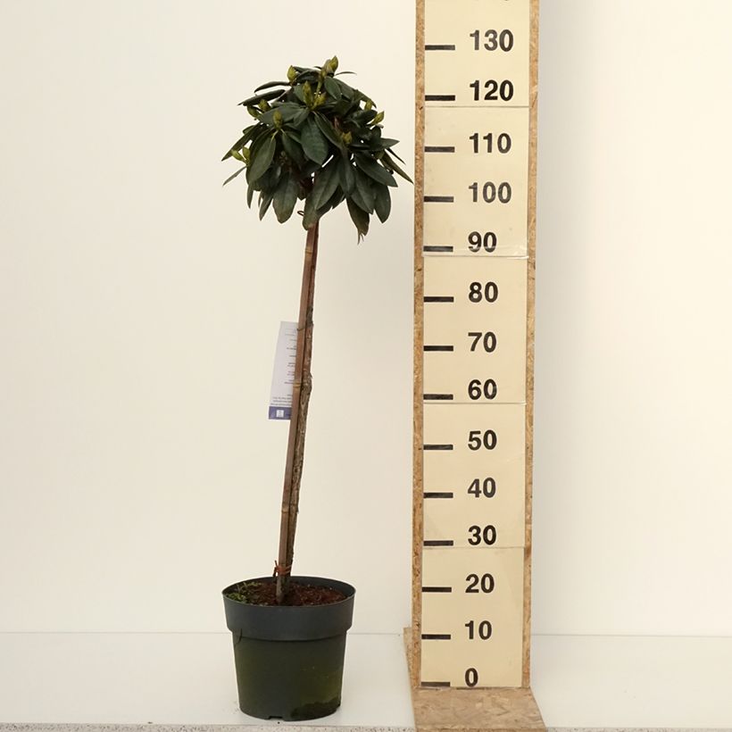 Rhododendron yakushimanum Polaris 7.5L/10L pot sample as delivered in winter