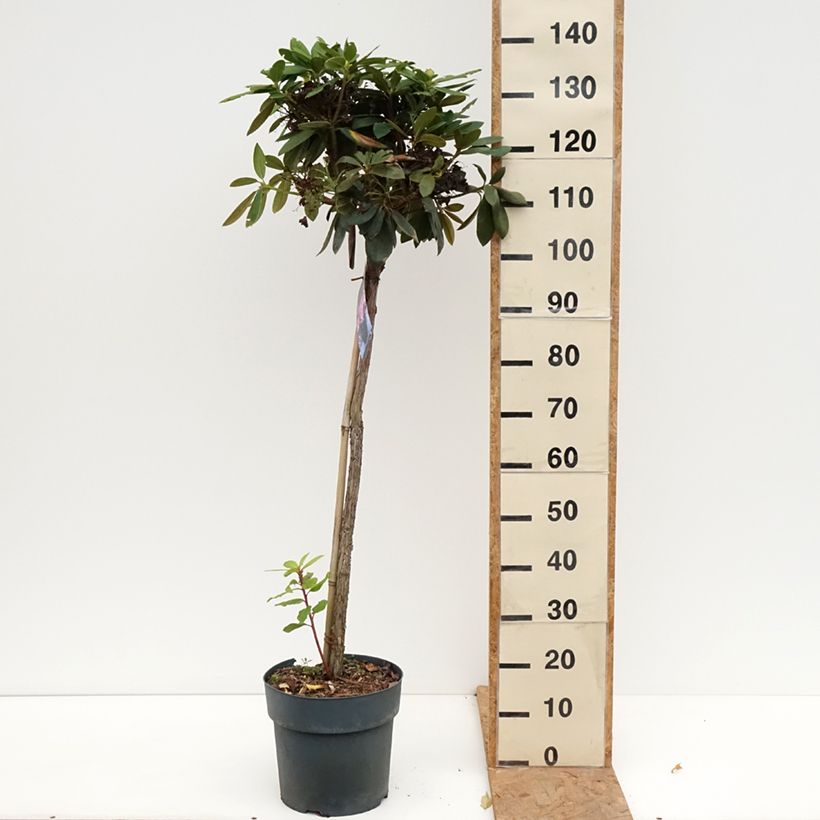 Rhododendron yakushimanum Polaris 7.5L/10L pot, Standard sample as delivered in autumn